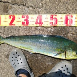 初投稿、シイラ1mバラシ70㎝ゲット